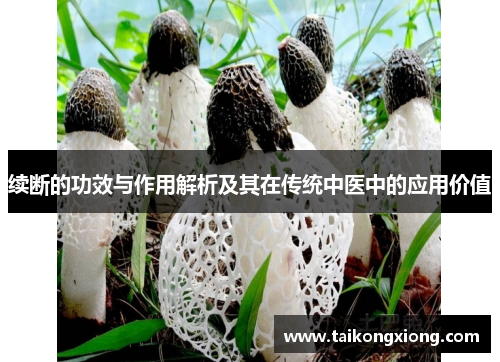 续断的功效与作用解析及其在传统中医中的应用价值