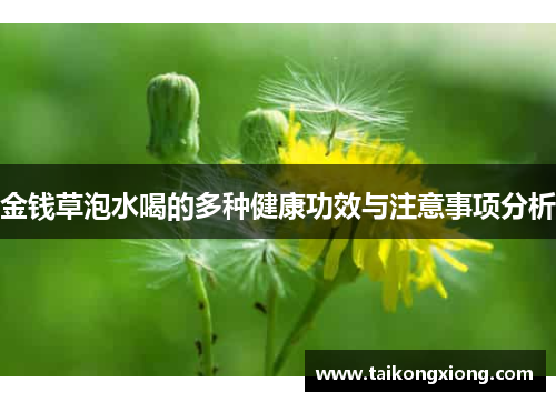 金钱草泡水喝的多种健康功效与注意事项分析