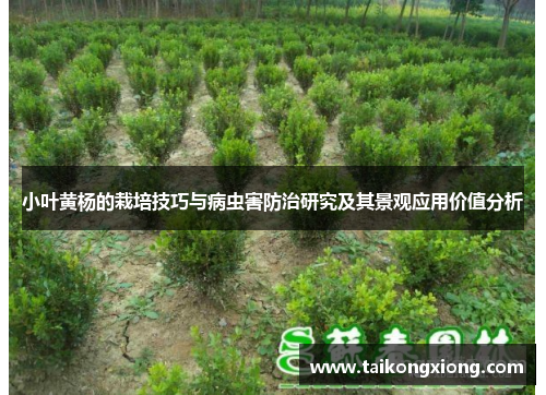 小叶黄杨的栽培技巧与病虫害防治研究及其景观应用价值分析